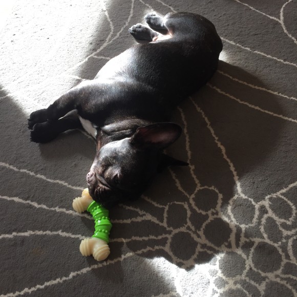 Bertram the Frenchie Tuckered Out