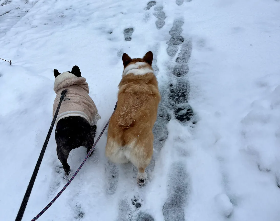 Picture of a french bulldog and a corgi walking on snow